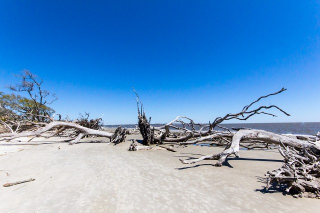 Driftwood Beach